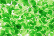 leaves
