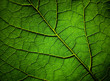 Feuille