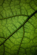 Feuille