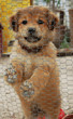 Little dog in a cage