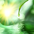 green leaf with drop of water on green sunny background