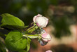 Apple buds Apple buds
