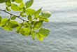 Elm leaves against river water
