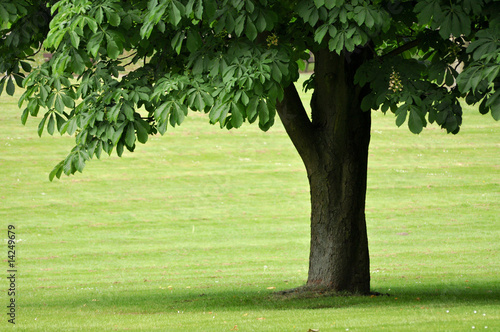 Photo: Einsames Baum Einsames Baum