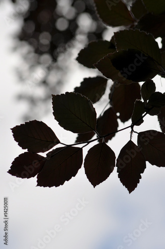 Photo: Blätter Blätter