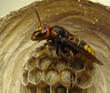 Hornisse mit Larven im Nest
