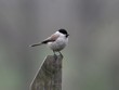 marsh tit alicgted on a wooden bar