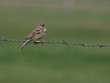 corn bunting singing over a wire corn bunting singing over a wire