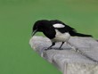 magpie alighted on a wooden bar magpie alighted on a wooden bar