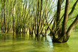 Bäume im Wasser in der Au