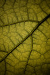 Feuille