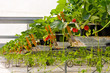 Business >> Industrie >> Agriculture