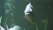 Piranha Piranha