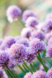 Chive Purple flower