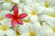 Plumeria in the spa