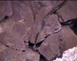 Cave python