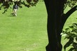 Man Walking Dog and Puppy