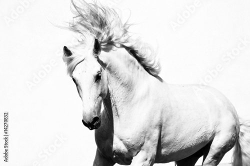 Foto: white arabian horse stallion isolated on the white white arabian horse stallion isolated on the white