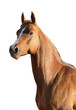 brown arabian horse isolated on white