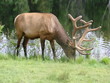 Wapiti