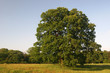 Freihstehende Eiche auf Wiese