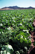 Agricultura intensiva 10