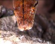 Python head