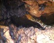 Python hunting bats