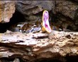 Python yawning