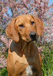 chiot rhodesian dans les fleurs