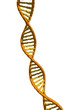 dna modell