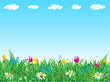 Fresh green grass and wild flowers meadow background Fresh green grass and wild flowers meadow background