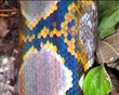 Reticulated python body