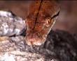 Snake head