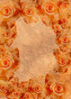 Orange roses background