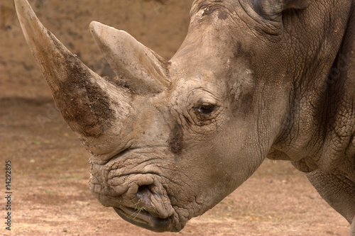 Photo: Rhino Head Rhino Head