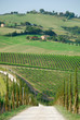Italian vineyards in may