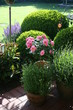 Rosenstamm