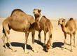 Three camels