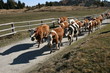 Kuhherde