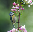 Blue Tit hunting for insects in flowering apple tree