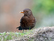 Curious blackbird