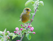 Eurasian siskin in flowering apple tree