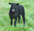 Lamb from Gotland Sheep