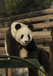 Giant Panda