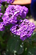 Vanilleblume (Heliotropium arborescens) Vanilleblume (Heliotropium arborescens)