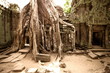 The jungle that surround temple of Angkor Wat in Cambodia