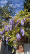 glycine