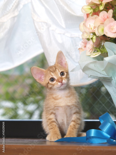 Photo: 窓辺の猫 窓辺の猫