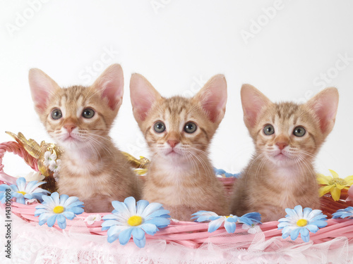 Photo: 花飾りのついたカゴに入った3匹の猫 花飾りのついたカゴに入った3匹の猫